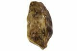 Ceratopsid Tooth - Montana #106879-1